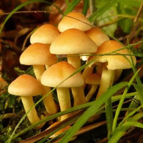 ¿Hongos en la zona intima ? - ZILONIX COLOMBIA